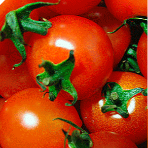 정품  짭짤이 토마토 5kg(2~3번과 큰사이즈)